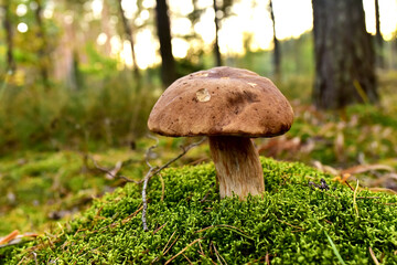 Porcini Cep White Mushroom King Boletus Pinophilus. Fungal Mycelium in moss in a forest. Big bolete mushrooms in wildlife in of sunbeams. Mushrooming harvesting season. Fungi plants