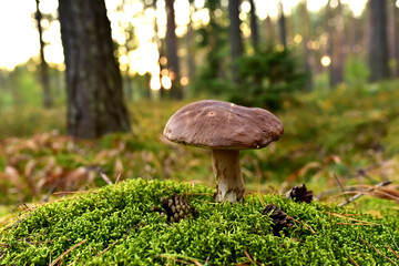 Porcini Cep White Mushroom King Boletus Pinophilus. Fungal Mycelium in moss in a forest. Big bolete mushrooms in wildlife in of sunbeams. Mushrooming harvesting season. Fungi plants