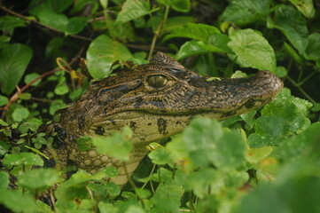 alligator in the everglades
