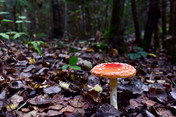 Red mushroom amanita toxic, also called panther cap. False blusher amanita mushroom in the forest against the background of green vegetation