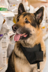 beautiful large dog breed at the veterinary clinic with the muzzle on the neck