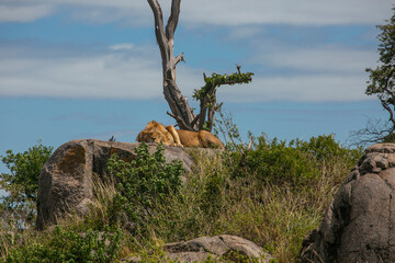 Fototapeta na wymiar Lion resting in Serengeti National Park of Tanzania.
