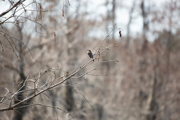 Curious Eastern Phoebe