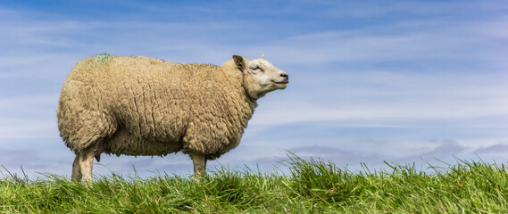 Panorama of a white sheep standing on top of a dike in Friesland, Netherlands