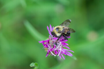 Bumblebee on Knapweed Flowers in Summer