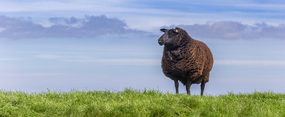 Panorama of a black sheep on top of a dike in Friesland, Netherlands