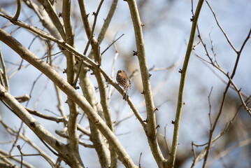 Chipping Sparrow