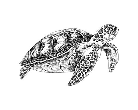 Black and white hand drawn sea turtle