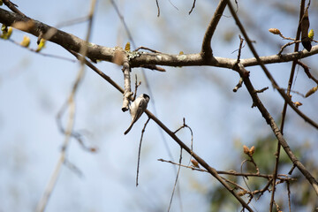 Black-Capped Chickadee Hanging from a Limb