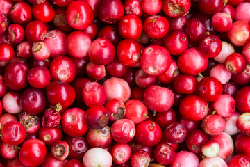 Preiselbeeren in Nahaufnahme 