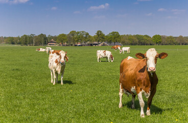 Fototapeta na wymiar Brown and white Holstein cows in a meadow in Overijssel, Netherlands