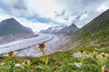 Aletsch Gletscher, Kanton Wallis, Berner Alpen, Schweiz 