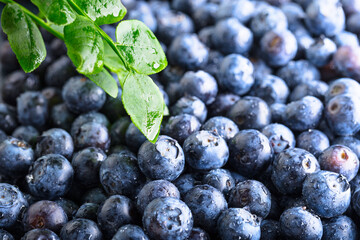 Freshly picked blueberries with water drops.