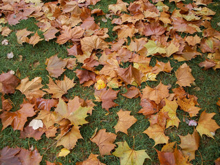 autumn leaves fallen on green grass