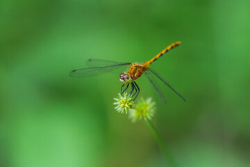 Meadowhawk Dragonfly in Summer