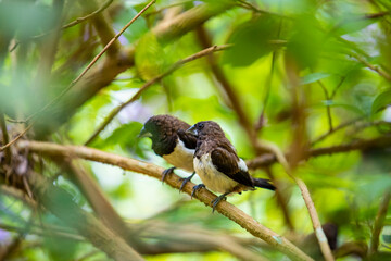 little black birds on a branch