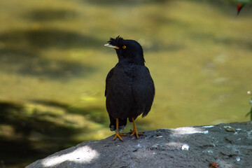 crow on the ground