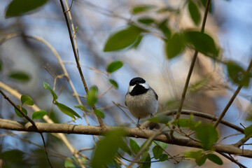 Black-Capped Chickadee on a Limb