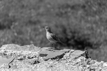 blackbird