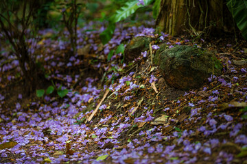 lavender flowers in the garden and purple moss on the rocks