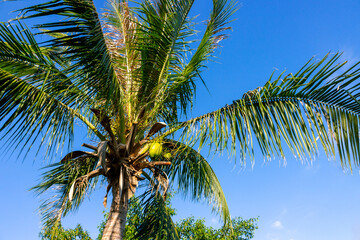 Fototapeta premium Palm tree with green coconuts against blue sky background. Concept summer holiday