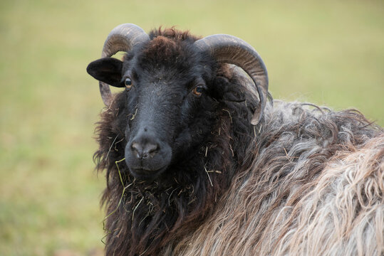 Portrait of a Heidschnucke, a German sheep with round horns and long fur, in front of a green background