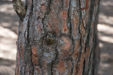 Obraz premium bark of a tree