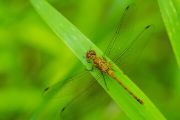 Meadowhawk Dragonfly in Summer