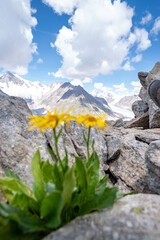 Aletsch Gletscher, Kanton Wallis, Berner Alpen, Schweiz 