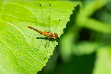 Meadowhawk Dragonfly in Summer