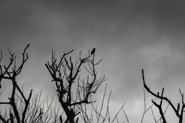 silhouette of a tree