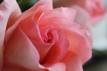 pink rose close up