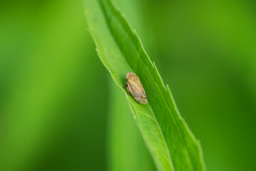 Meadow Spittlebug on Leaf in Summer