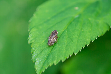 Fototapeta premium Meadow Spittlebug on Leaf in Summer