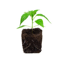 Young seedlings of pepper with soil isolated on a white background. Young plant. Gardening.