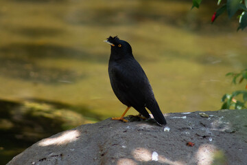 blackbird on a branch