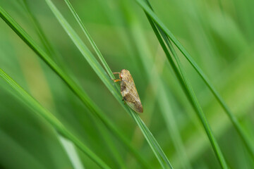 Meadow Spittlebug on Leaf in Summer