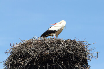 The white stork (Ciconia ciconia) is a large bird in the stork family Ciconiidae
