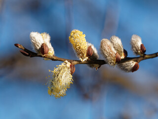 K&auml;tzchenzweig vor blauem Himmel