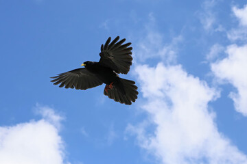Fototapeta na wymiar Alpine Chough (Pyrrhocorax graculus) flying in blue sky over the Titlis mountain, Switzerland