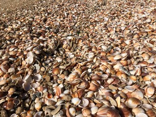 many many shells near the sea israel