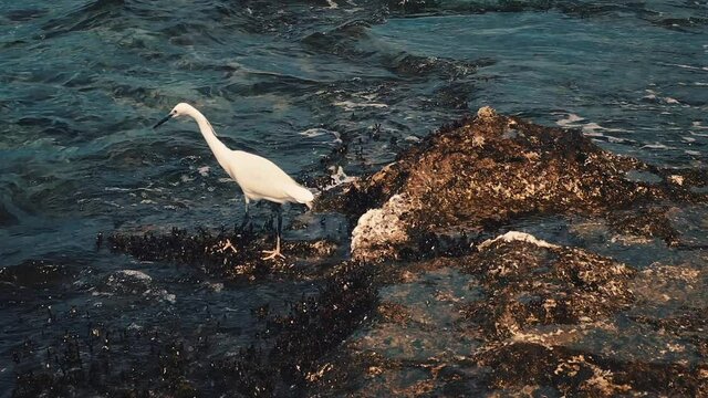 Egretta Garzetta in pesca