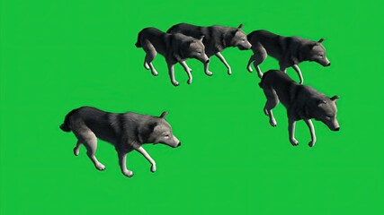 3D illustration - cinemagraph - wolfs walk on green screen