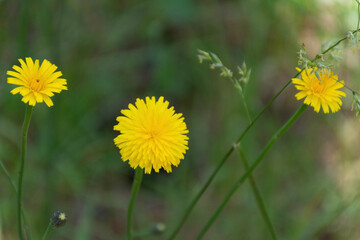 yellow dandelion flower