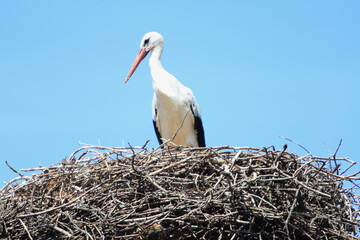 The white stork (Ciconia ciconia) is a large bird in the stork family Ciconiidae
