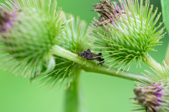 Pennsylvania Ambush Bug in Summer