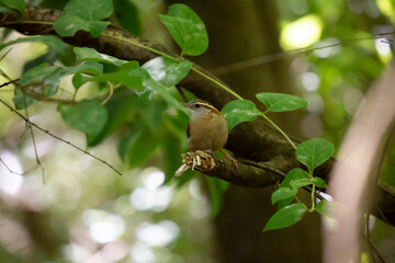 Carolina Wren Calling