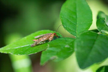 Scorpion Fly on Leaf in Summer