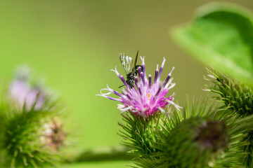 Small Carpenter Bee on Burdock Flowers