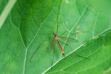 Tiger Crane Fly in Summer